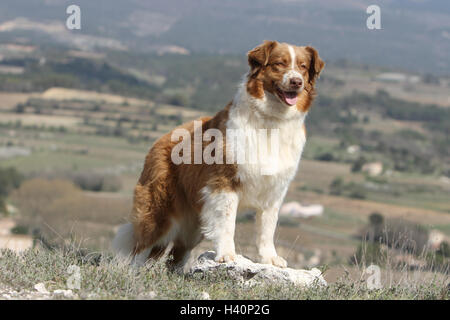 Dog Australian shepherd / Aussie adult standing red Stock Photo