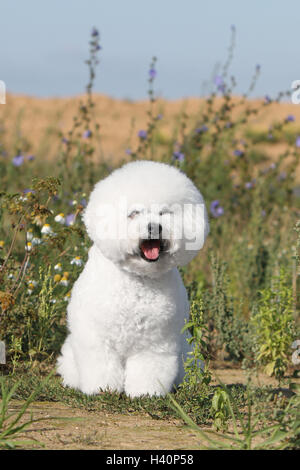 Dog Bichon Frise adult sitting Stock Photo