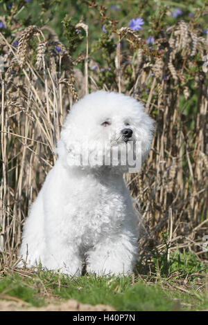 Dog Bichon Frise adult sitting Stock Photo