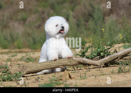 Dog Bichon Frise adult sitting Stock Photo