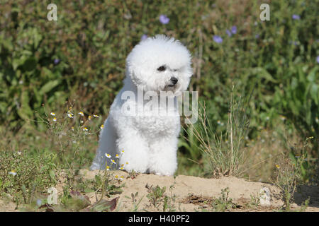 Dog Bichon Frise adult sitting Stock Photo