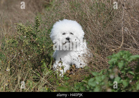 Dog Bichon Frise adult sitting Stock Photo