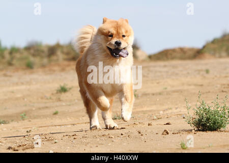 dog chow chow chow-chow china red cream face stand standing adult adults dogs lion field walk walking run running to run dune Stock Photo