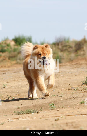 dog chow chow chow-chow china red cream face stand standing adult adults dogs lion field walk walking run running to run dune Stock Photo