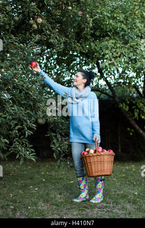 Happy farmer at work picking apples holding basket Stock Photo