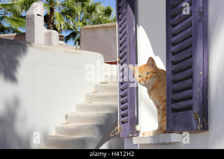 domestic cat, red tabby, ginger, sitting on a window sill with purple shutters, white washed walls and stairs, mediterranian Stock Photo