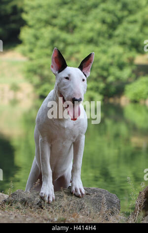 Dog English Bull Terrier / bully / Gladator adult with Stock Photo