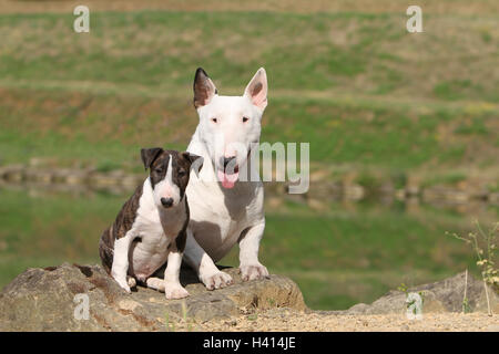 Dog English Bull Terrier / bully / Gladator adult with a puppy adult and puppy rock nature  White and brindle white brindle Stock Photo