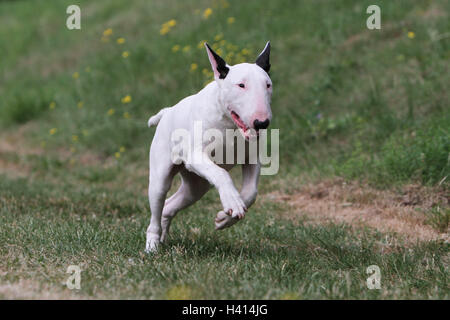 Dog English Bull Terrier / bully / Gladator adult with Stock Photo