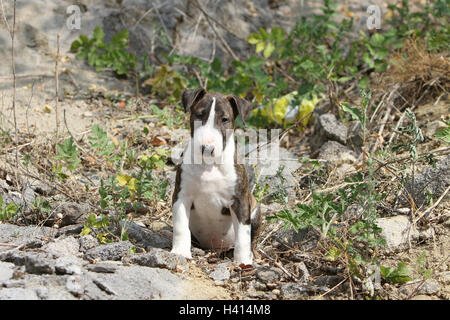 Dog English Bull Terrier / bully / Gladator puppy rock nature natural sit, sitting, seated, seat, Stock Photo