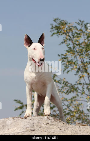 Dog English Bull Terrier / bully / Gladator standing Stock Photo