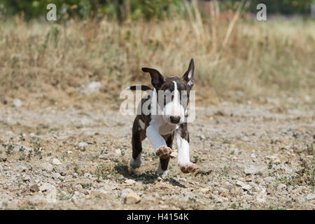 Dog English Bull Terrier / bully / Gladator puppy White, brindle standing while running rock nature Stock Photo