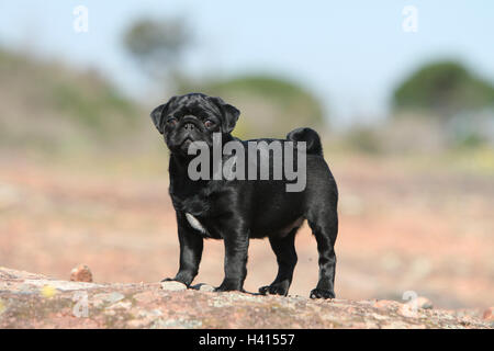 Dog Pug / Carlin / Mops standing profile standard rock in the wild blue sky Stock Photo