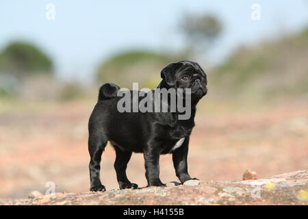 Dog Pug / Carlin / Mops standing profile standard rock in the wild blue sky Stock Photo
