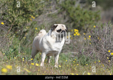 Dog Pug / Carlin / Mops adult fawn Grey gray standing flower flowers in the wild meadow bloom Stock Photo