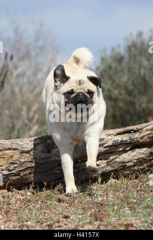 Dog Pug / Carlin / Mops adult fawn Grey dray jump jumping 'to jump' over a wood tree trunk a hurdle an obstacle agile agility Stock Photo