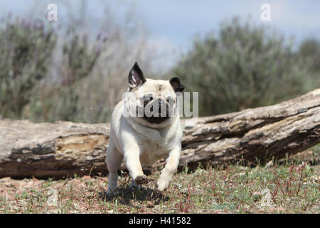 Dog Pug / Carlin / Mops adult fawn Grey dray jump jumping 'to jump' over a wood tree trunk a hurdle an obstacle agile agility Stock Photo