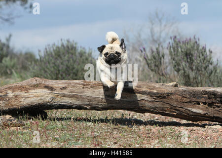 Dog Pug / Carlin / Mops adult fawn Grey dray jump jumping 'to jump' over a wood tree trunk a hurdle an obstacle agile agility Stock Photo