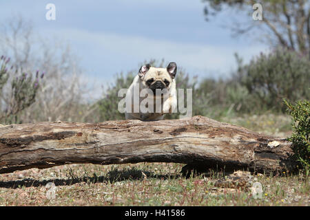 Dog Pug / Carlin / Mops adult fawn Grey dray jump jumping 'to jump' over a wood tree trunk a hurdle an obstacle agile agility Stock Photo