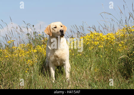Dog Labrador Retriever  adult (yellow) sitting in a meadow Stock Photo
