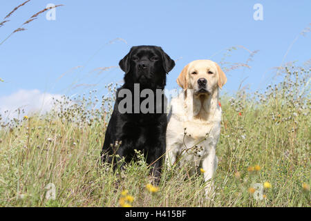 Dog Labrador Retriever  two adults (yellow and black) sitting in a meadow field Stock Photo