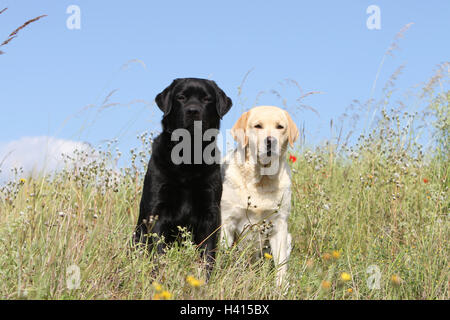 Dog Labrador Retriever  two adults (yellow and black) sitting in a meadow field Stock Photo