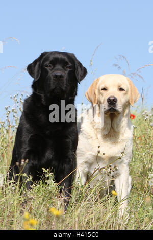 Dog Labrador Retriever  two adults (yellow and black) sitting in a meadow field Stock Photo