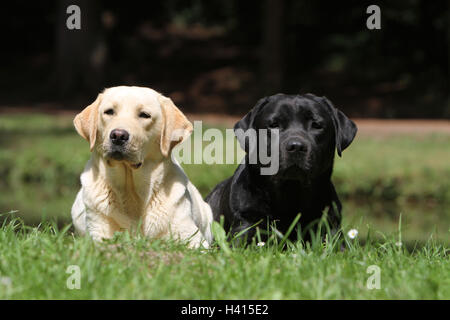 Dog Labrador Retriever  two adults (yellow and black) lying in a meadow Stock Photo