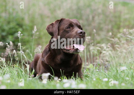 Dog Labrador Retriever  adult (chocolate) lying Stock Photo