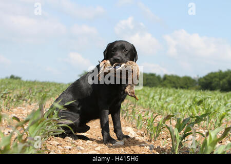 Dog Labrador Retriever  adult (black) sitting in a field  wild game report in the mouth Stock Photo