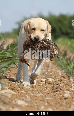 Dog Labrador Retriever  adult (yellow) standing in a field  wild game report in the mouth running moving portrait Stock Photo