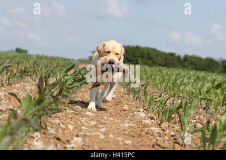 Dog Labrador Retriever  adult (yellow) standing in a corn field  wild game report in the mouth running run Stock Photo