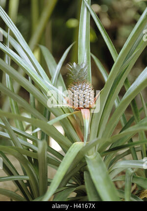 Pineapple plant, pineapple, pineapple plantation, plantation, pineapple plant, plant, cultivation, tropical fruits, tropical fruit, tropical, exotic, fruits, fruit, collective fruits, collective fruit, pineapple plants, rich in vitamins, healthy, nature, green Stock Photo