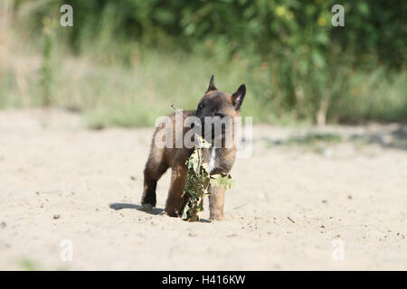 Dog Belgian shepherd Malinois  /  puppy running on the sand dune with a stick in its mouth playing play 'to play' work working Stock Photo