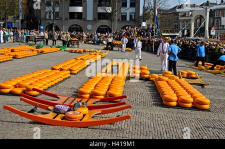 Rounds of Dutch Beemster cheese wheels  at the cheese market of Alkmaar, Netherlands Stock Photo