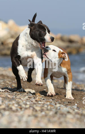 Dog American Staffordshire Terrier / Amstaff  /  two deux 2 severa adults playing on the beach running Stock Photo