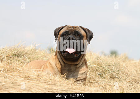 Dog Bullmastiff  /  adult portrait blue sky on the straw face Stock Photo