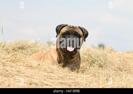 Dog Bullmastiff  /  adult portrait blue sky on the straw face Stock Photo