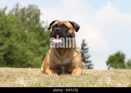 Dog Bullmastiff  adult lying in the meadow Stock Photo