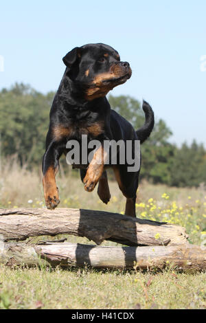 Dog Rottweiler adult jump jumping 'to jump' over a wood tree trunk a hurdle an obstacle agile agility nimble in move moving Stock Photo