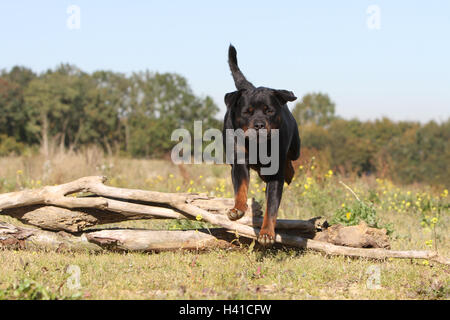Dog Rottweiler adult jump jumping 'to jump' over a wood tree trunk a hurdle an obstacle agile agility nimble in move moving Stock Photo
