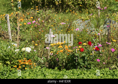 Germany, cottage gardens, summer flowers, Europe, farm, garden, flower-garden, ornamental flowers, cut flowers, meadow flowers, blossom, blossoms, brightly, colourfully, nature, plants, summers Stock Photo