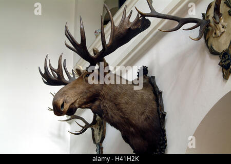 Villa, wall, decoration, trophies, elk's head, deer antlers, Europe, Germany, Saarland, Mettlach, company Villeroy & Boch, guest house lock Saar corner, foyer entrance hall, hunting trophies, animal preparations, preserves, elk, head, elk's antlers, wall decoration, setup, living, residential decoration, nobly, elegantly, luxury, luxuriously, only editorially Stock Photo