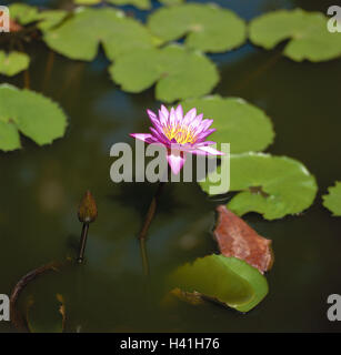Thailand, pond, water lily, Nymphaea spec., Asia, lake, water, water lily pond, water plant, plant, flower, blossom, water lily plants, Nymphaeaceae, leaves, water lily leaves, swimming leaves, nature, botany, vegetation Stock Photo