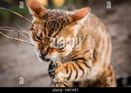 Purebred Bengal cat chewing on a wood stick with claws out Stock Photo