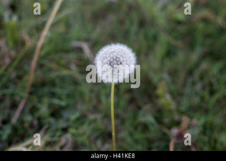 Dandelion seed head in focus on Hackney Marshes. Stock Photo