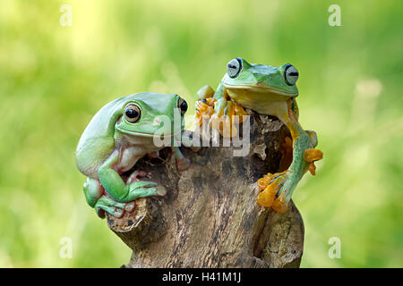 Two dumpy tree frogs sitting on tree stump, Indonesia Stock Photo