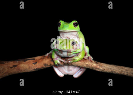 Two dumpy tree frogs sitting on branch, Indonesia Stock Photo