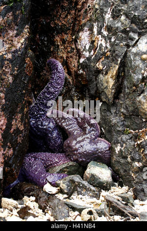 Purple sea star in the inter tidal zone. Vancouver island. British Columbia. Canada Stock Photo