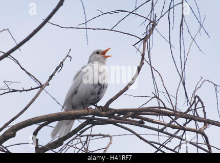 male Blackbird, (Turdus merula), with leucism, an abnormal colouring of the plumage which makes the feathers white,singing. Stock Photo